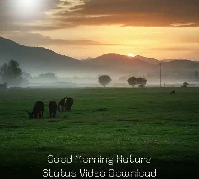 Good Morning Nature Status Video Download