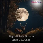 Night Nature Status Video Download