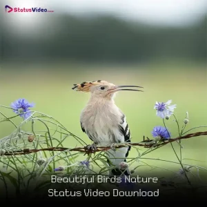 Beautiful Birds Nature Status Video Download