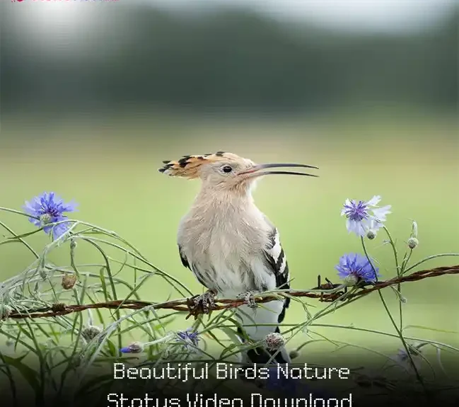 Beautiful Birds Nature Status Video Download