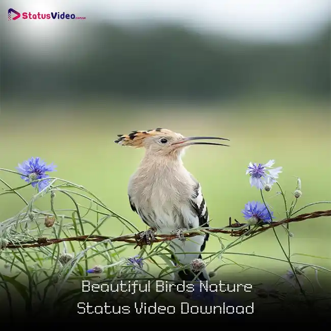 Beautiful Birds Nature Status Video Download